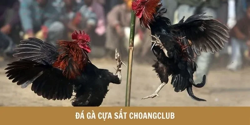 đá gà cựa sắt choangclub